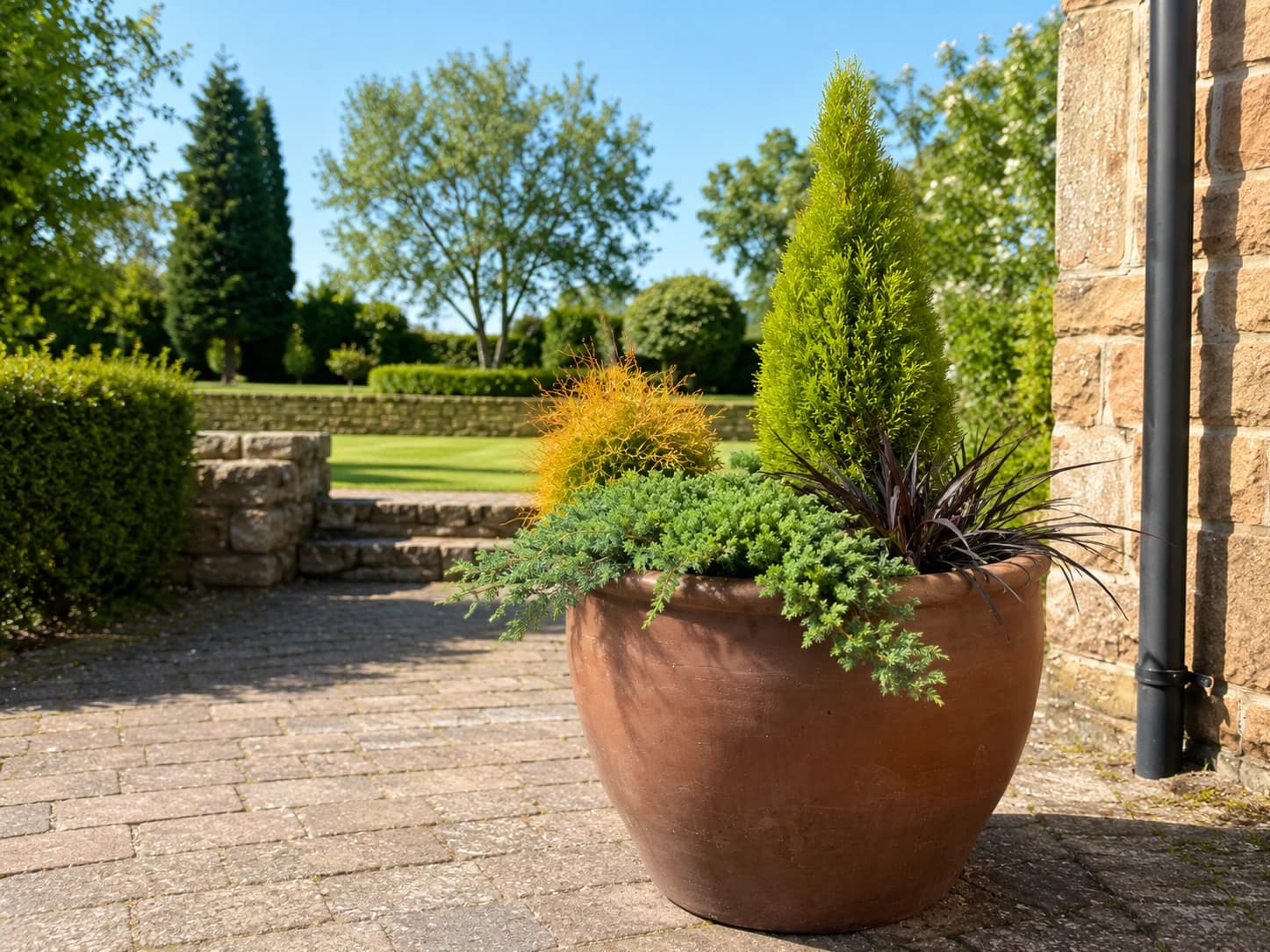 A mature Japanese acer tree styled in a sleek composite container.