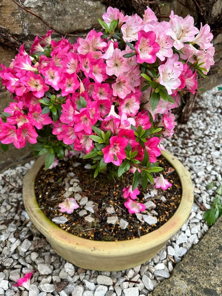 A vibrant flowering azalea composition in an artisan ceramic container.