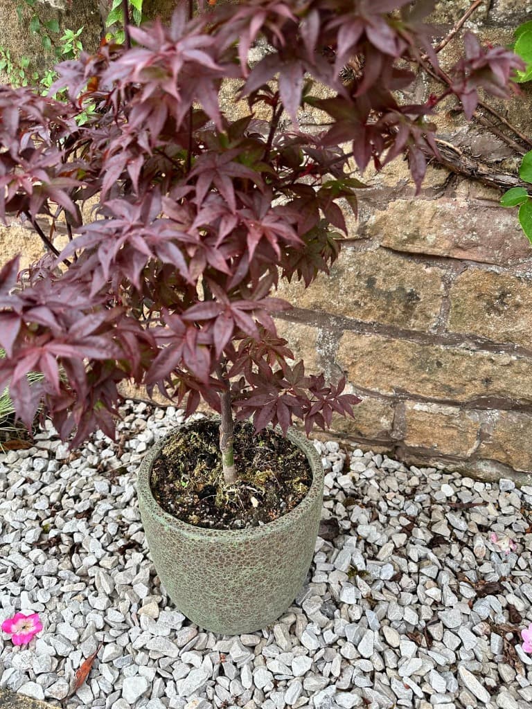 A specimen red Japanese acer composed in an artisanal stoneware planter.